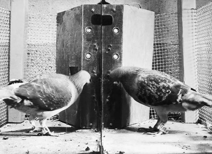 Framed Print : Pigeons in Operant Conditioning Test Framed Print : Pigeons in Operant Conditioning Test