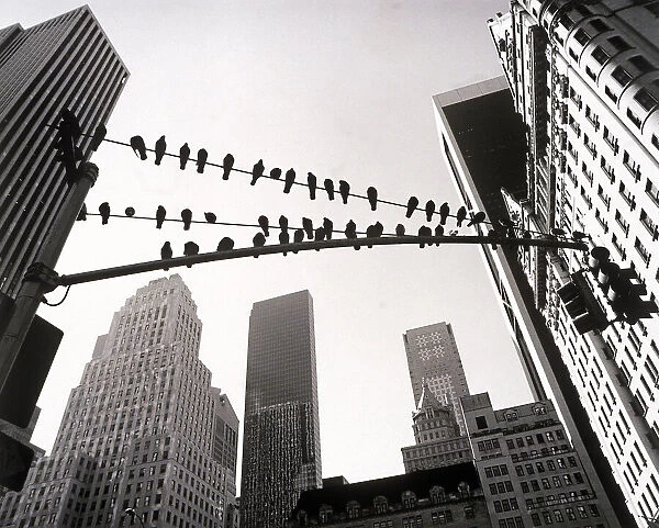 Pigeons sitting on wires