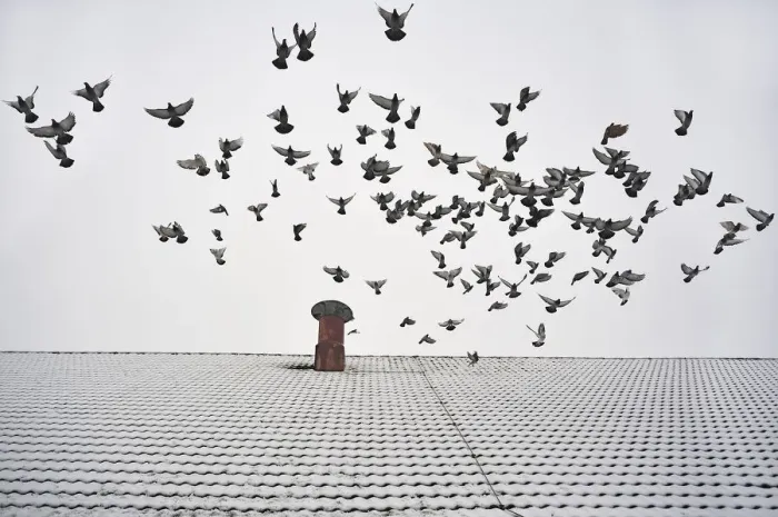 Framed Print : Pigeons taking flight from the snow-covered roof of a barn, Eckenhaid, Eckental, Middle Franconia, Bavaria, Germany Framed Print : Pigeons taking flight from the snow-covered roof of a barn, Eckenhaid, Eckental, Middle Franconia, Bavaria, Germany