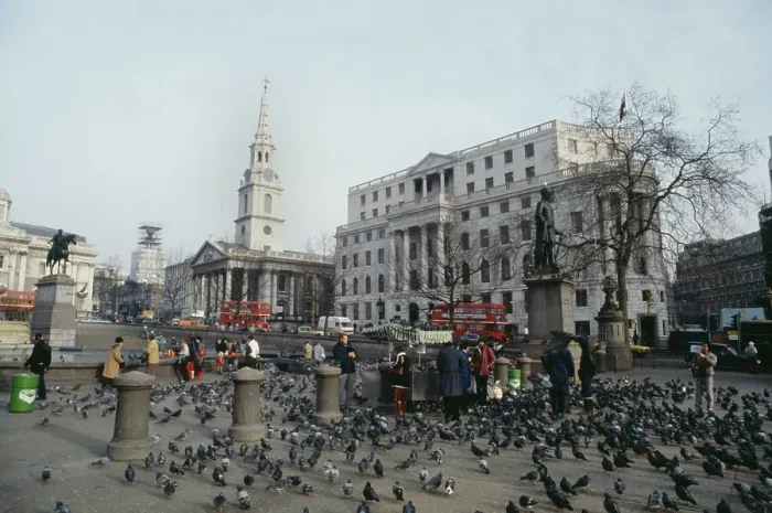 Framed Print : Pigeons In Trafalgar Square Framed Print : Pigeons In Trafalgar Square