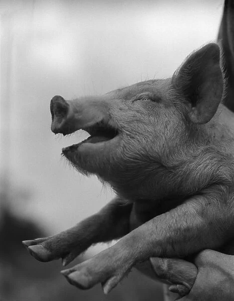 Piglet. UNITED STATES - CIRCA 1940s: Piglet with eyes closed and mouth open