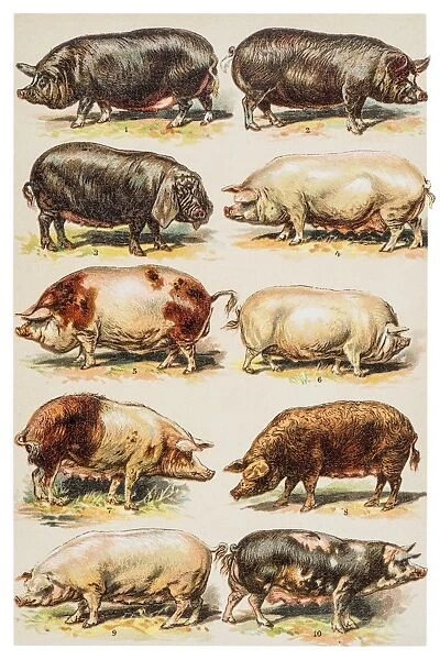Pigs breeds engraving 1882