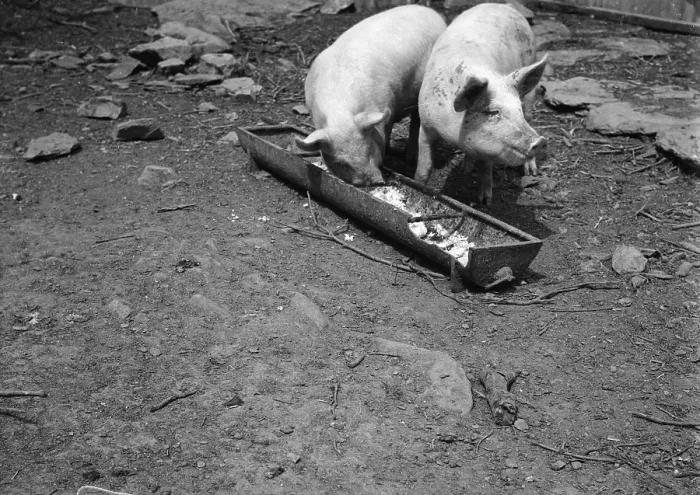 Framed Print : Pig's Dinner Framed Print : Pig's Dinner