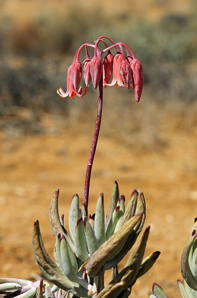 Pigs Ear or Round-leafed Navel-wort -Cotyledon orbiculata-, Goegap Nature Reserve, Namaqualand, South Africa, Africa