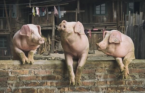 Three pigs having a chat in a remote Chinese village
