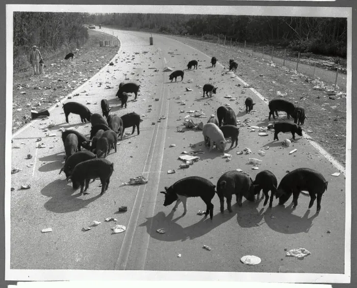 Framed Print : Pigs Milling on Litter-Strewn Road Framed Print : Pigs Milling on Litter-Strewn Road