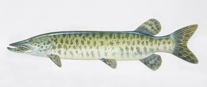 Framed Print : Pike, Esox masquinongy, muskellunge, side view Framed Print : Pike, Esox masquinongy, muskellunge, side view