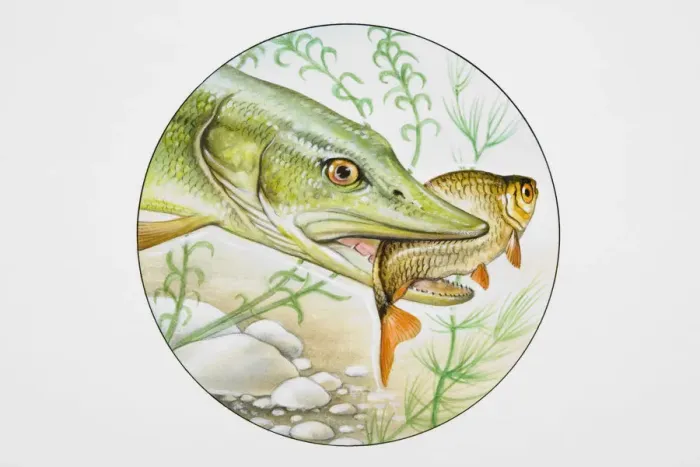 Framed Print : Pike with fish in mouth Framed Print : Pike with fish in mouth