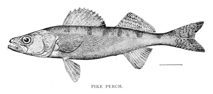 Framed Print : Pike perch engraving 1898 Framed Print : Pike perch engraving 1898
