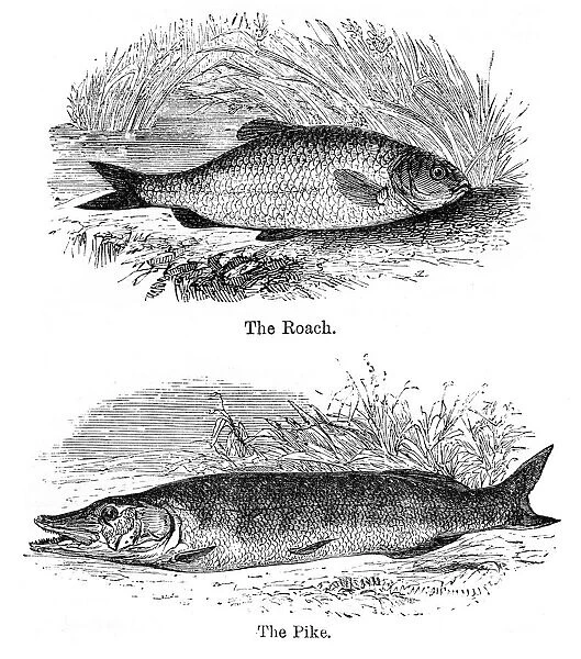 Pike and roach engraving 1878