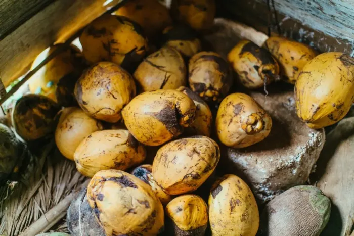 Framed Print : Pile of Coconuts in Vinales, Cuba