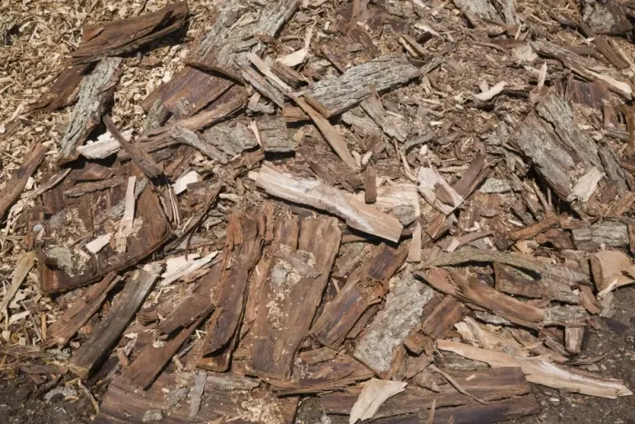 Framed Print : Pile of cut cedar tree bark for recycling, Quebec, Canada Framed Print : Pile of cut cedar tree bark for recycling, Quebec, Canada