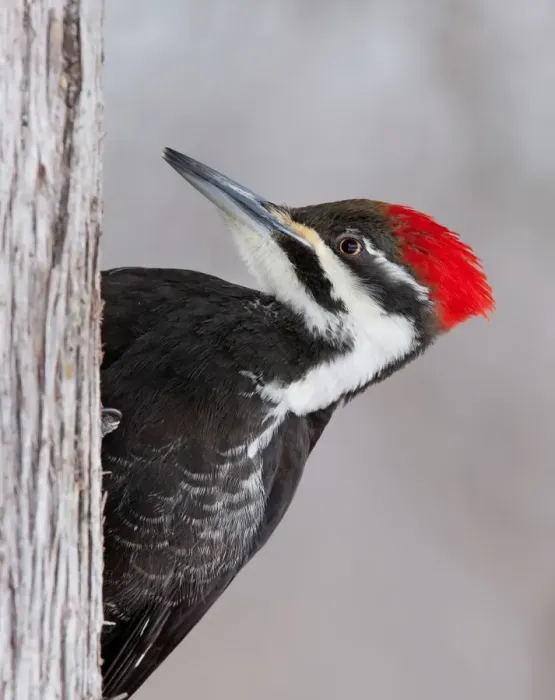 Framed Print : Pileated Woodpecker female (Dryocopus pileatus) Framed Print : Pileated Woodpecker female (Dryocopus pileatus)