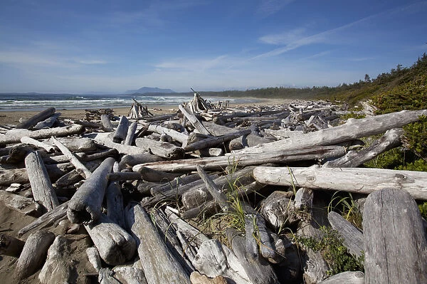 Piles Of Driftwood And Logs At Wickaninnish Beach In Pacific Rim National Park Near Tofino