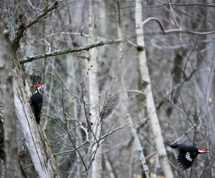 Framed Print : piliated woodpeckers Framed Print : piliated woodpeckers