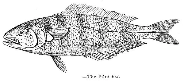 The Pilot fish engraving 1893