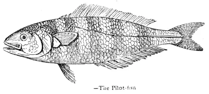 Framed Print : The Pilot fish engraving 1893 Framed Print : The Pilot fish engraving 1893