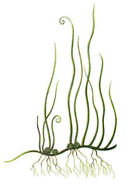 Pilularia globulifera, or pillwort