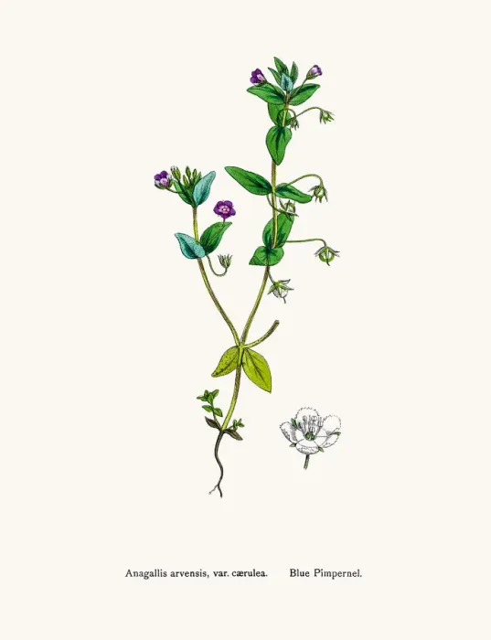 Framed Print : Pimpernel flower Framed Print : Pimpernel flower