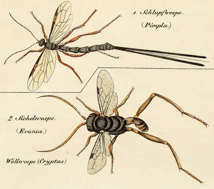 Framed Print : Pimpla parasitic wasps, 19 century science illustration Framed Print : Pimpla parasitic wasps, 19 century science illustration