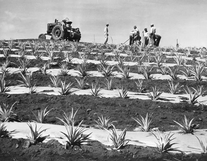 Framed Print : Pinapple Seeds Planted By Workers Framed Print : Pinapple Seeds Planted By Workers