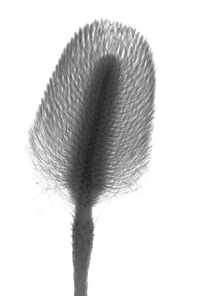 Pincushion plant (Leucospermum sp. ), X-ray