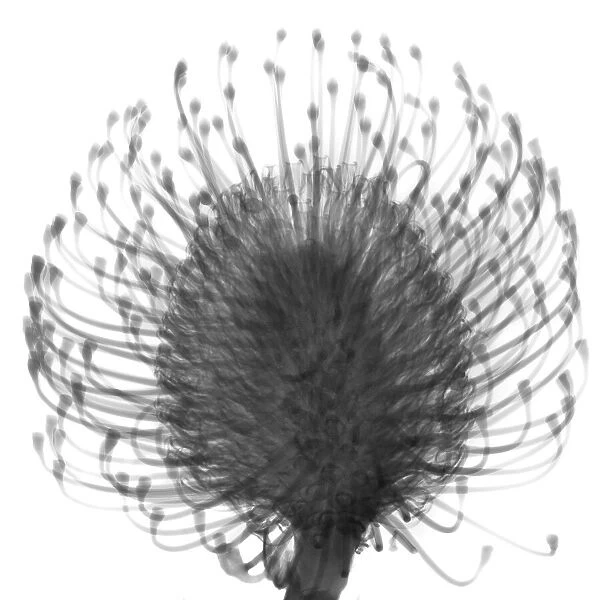 Pincushions (Leucospermum sp. ), X-ray