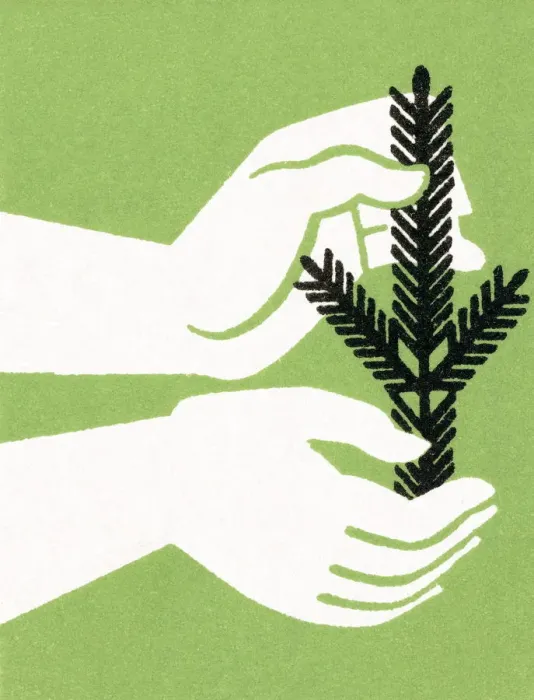 Framed Print : Pine branch in hand Framed Print : Pine branch in hand