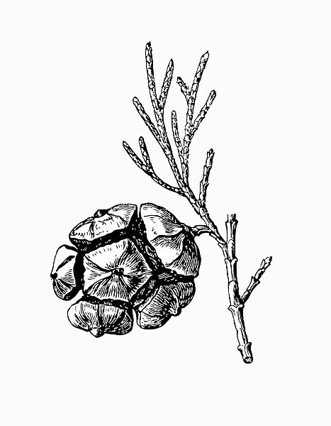 pine cone. Antique illustration of pine cones