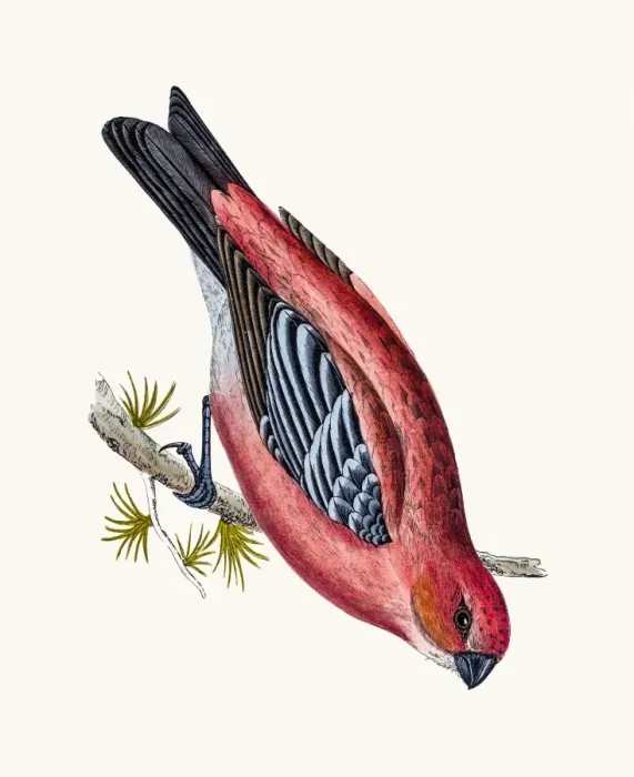 Framed Print : Pine Crossbeak bird Framed Print : Pine Crossbeak bird