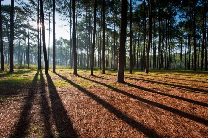 Framed Print : Pine forest Framed Print : Pine forest