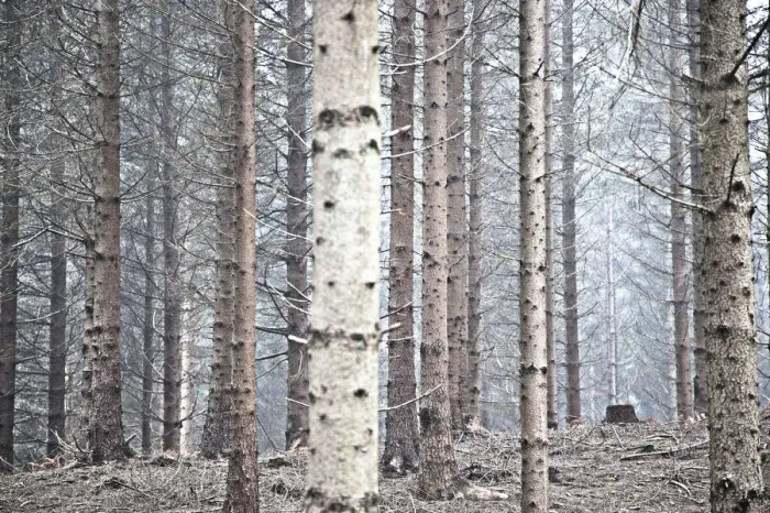 Framed Print : Pine forest in Denmark Framed Print : Pine forest in Denmark
