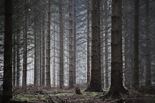 Pine forest in Denmark