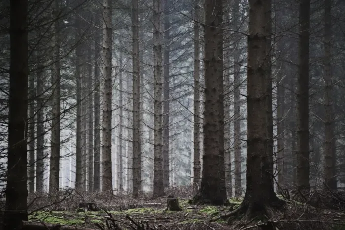 Framed Print : Pine forest in Denmark Framed Print : Pine forest in Denmark