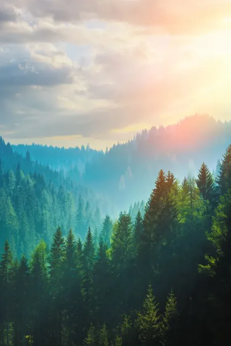Framed Print : Pine forest in the Dolomites, Italy