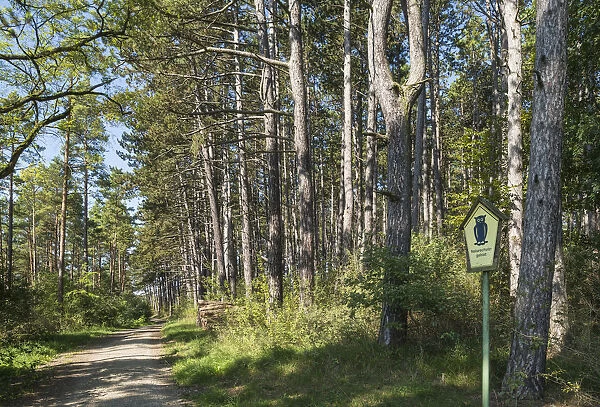 Pine forest -Pinus sylvestris-, nature reserve, former inner German border, green belt, near Gedenkstatte Point Alpha Memorial, Geysa, Rhon hills, Thuringia, Germany