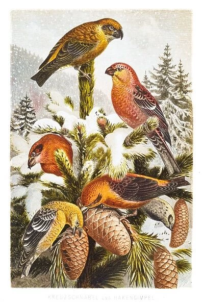 Pine grosbeak and Crossbill engraving 1882