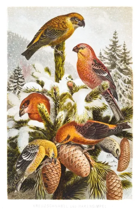 Framed Print : Pine grosbeak and Crossbill engraving 1882 Framed Print : Pine grosbeak and Crossbill engraving 1882