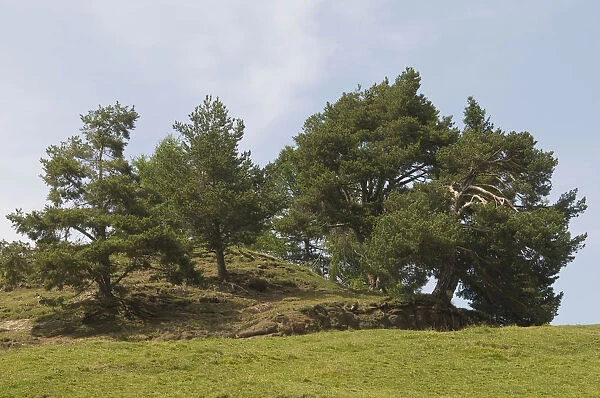 Pine grove (Pinus sylvestris) on the Seiser Alm mountain pasture, Dolomites, South Tyrol, Italy, Europe