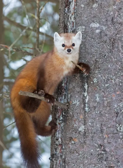Framed Print : Pine Marten Framed Print : Pine Marten