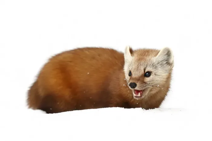 Framed Print : Pine marten Framed Print : Pine marten