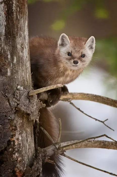 Framed Print : Pine Martin Framed Print : Pine Martin