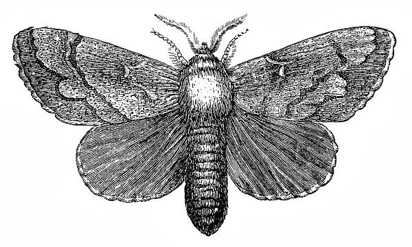 Pine moth (Gastropacha pini)