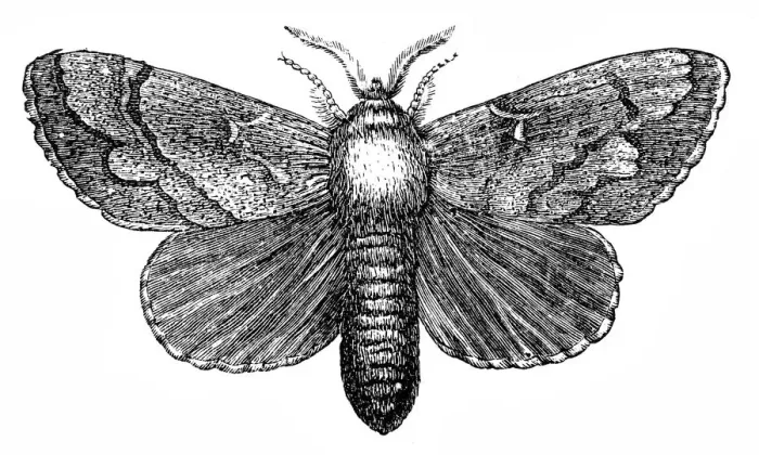 Framed Print : Pine moth (Gastropacha pini) Framed Print : Pine moth (Gastropacha pini)