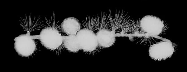 Pine needles and fir cones, X-ray