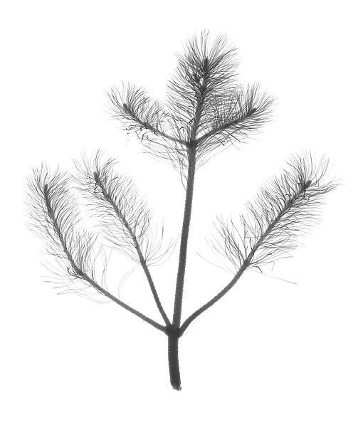 Pine (Pinus sp. ), X-ray