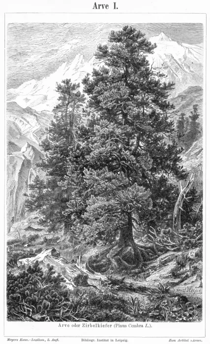 Framed Print : Pine tree engraving 1895