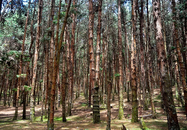 Pine Tree Forest