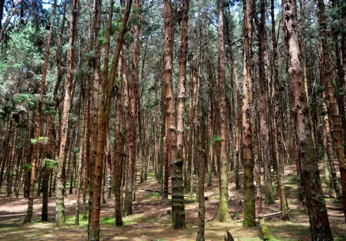 Framed Print : Pine Tree Forest Framed Print : Pine Tree Forest