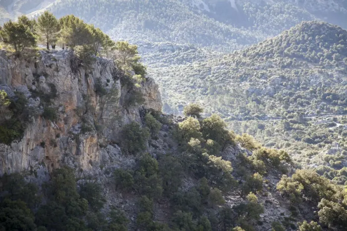 Framed Print : Pine tree forest in Sierra de Tramuntana Framed Print : Pine tree forest in Sierra de Tramuntana